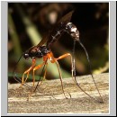 Dolichomitus sp - Schlupfwespe 09 32mm - OS-Hasbergen-Holzlagerplatz.jpg